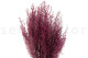 Preserved Stoebe Pink 2