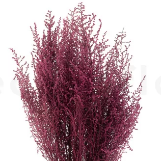 Preserved Stoebe Pink