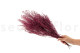 Preserved Stoebe Pink 7