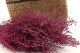 Preserved Stoebe Pink 4