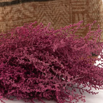 Preserved Stoebe Pink