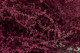 Preserved Stoebe Pink 5