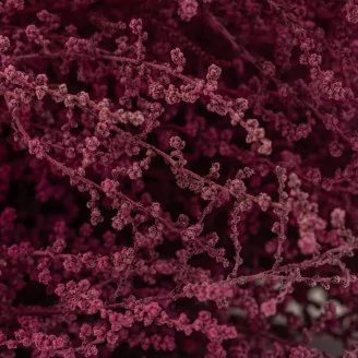 Preserved Stoebe Pink