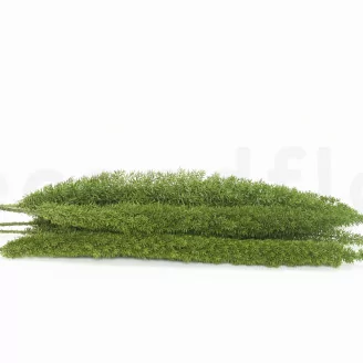 Preserved Foxtail