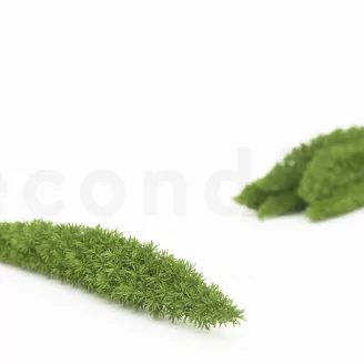 Preserved Foxtail