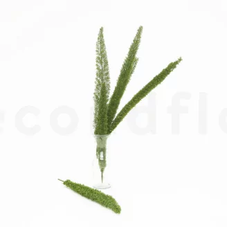 Preserved Foxtail