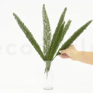 Preserved Foxtail