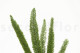 Preserved Foxtail 3