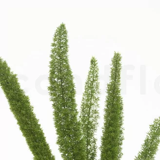 Preserved Foxtail