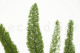 Preserved Foxtail - Green 2
