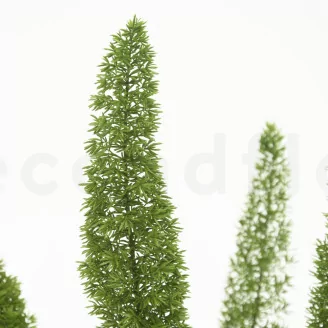 Preserved Foxtail