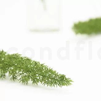 Preserved Foxtail