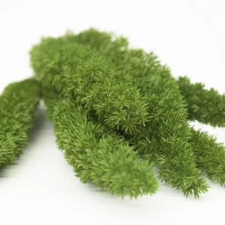 Preserved Foxtail