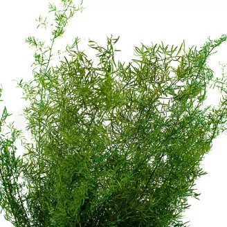 Preserved Sprengeri