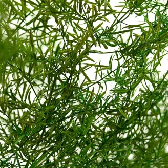 Preserved Sprengeri