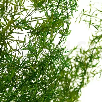 Preserved Sprengeri