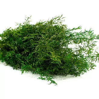 Preserved Sprengeri