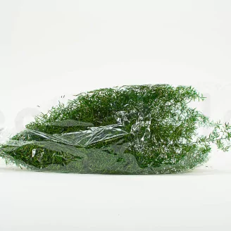 Preserved Sprengeri