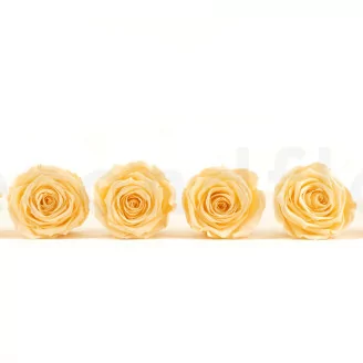 Preserved Rose Roseamor Bright Beige (set of 6)