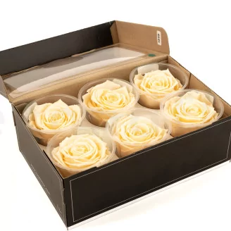 Preserved Rose Roseamor Bright Beige (set of 6)