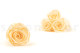 Preserved Rose Roseamor - Box of 6 - Bright Beige 3