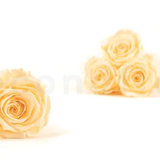 Preserved Rose Roseamor Bright Beige (set of 6)