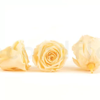 Preserved Rose Roseamor Bright Beige (set of 6)