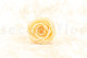 Preserved Rose Roseamor Bright Beige (set of 6) 7