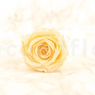 Preserved Rose Roseamor Bright Beige (set of 6)