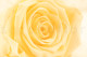 Preserved Rose Roseamor - Box of 6 - Bright Beige 2