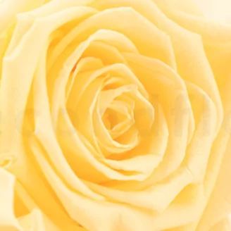 Preserved Rose Roseamor Bright Beige (set of 6)