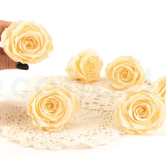 Preserved Rose Roseamor Bright Beige (set of 6)