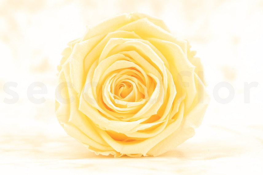 Preserved Rose Roseamor - Box of 6 - Bright Beige