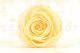 Preserved Rose Roseamor - Box of 6 - Bright Beige 1