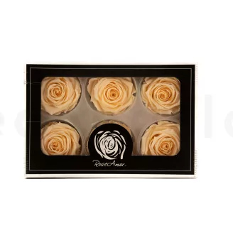 Preserved Rose Roseamor Bright Beige (set of 6)