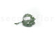 Preserved Aralia Leaf (set of 10) 6