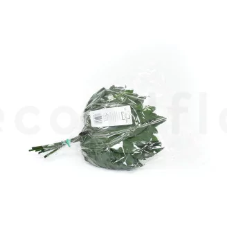 Preserved Aralia Leaf (set of 10)