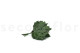 Preserved Aralia Leaf - 10 Units - Green 7