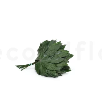 Preserved Aralia Leaf (set of 10)