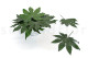 Preserved Aralia Leaf (set of 10) 3