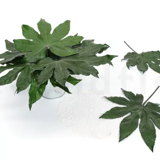 Preserved Aralia Leaf (set of 10)