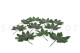Preserved Aralia Leaf (set of 10) 5