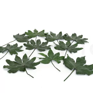 Preserved Aralia Leaf (set of 10)