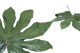 Preserved Aralia Leaf - 10 Units - Green 2