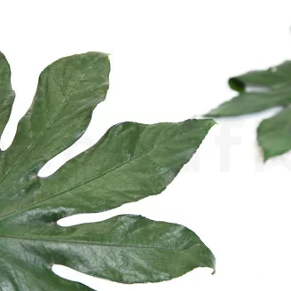 Preserved Aralia Leaf (set of 10)