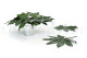 Preserved Aralia Leaf - 10 Units - Green 4