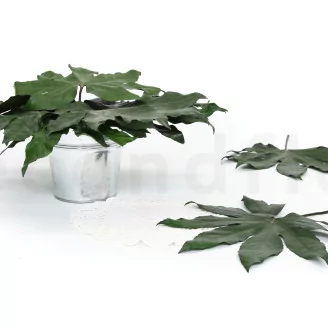 Preserved Aralia Leaf (set of 10)