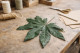 Preserved Aralia Leaf - 10 Units - Green 1
