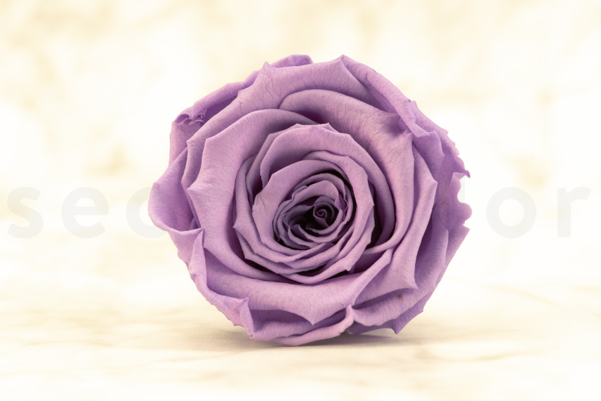 Preserved Rose Roseamor - Box of 6 - Bright Violet