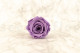 Preserved Rose Roseamor Bright Violet (set of 6) 7